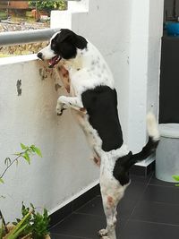 Dog standing against white wall