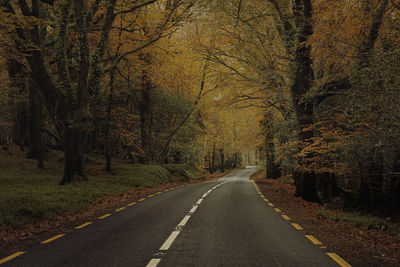 Road amidst trees in forest during autumn