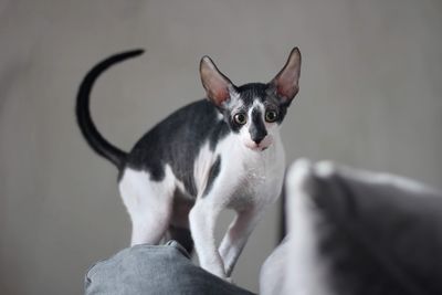 Playful cornish rex kitten 