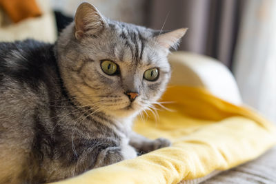 Beautiful grey cat lying on a soft yellow chair, interested scottish cat is looking away. funny pet