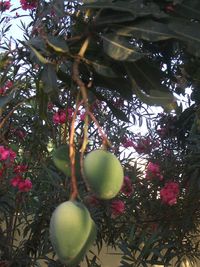 Low angle view of hanging on tree