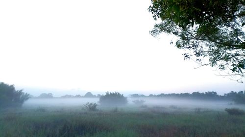 Trees on field against sky