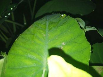 Close-up of green leaf on plant