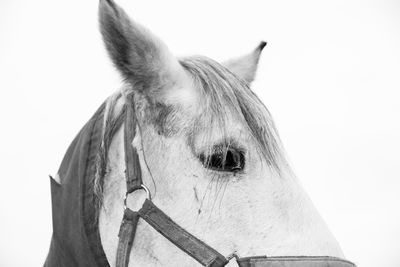 Close-up of horse against white background