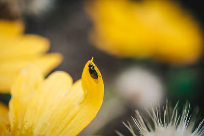 Close-up of ladybug on yellow flower