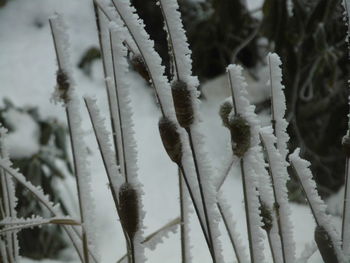 Close-up of snow on plants during winter