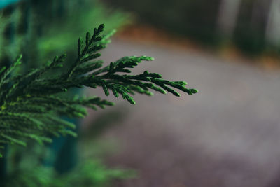 Close-up of plant against blurred background