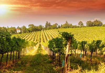 Scenic view of vineyard against sky during sunset