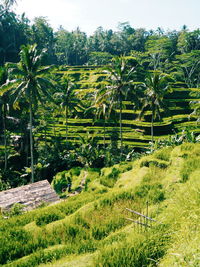 Scenic view of agricultural field