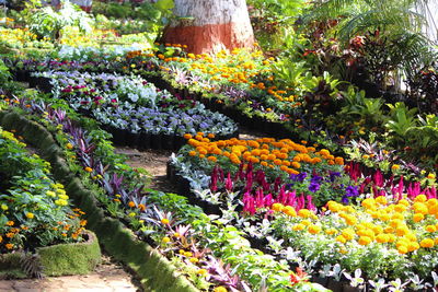 Flowers growing in park