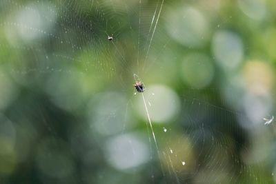 Orbweaver spider on web with bokeh