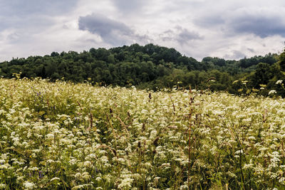 Plants growing on field against sky