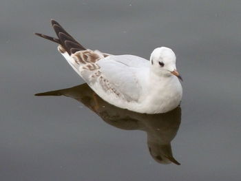 Close-up of seagull flying