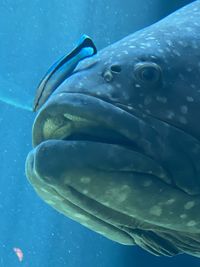 Close-up of fish swimming in sea