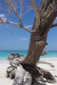 Driftwood on tree trunk by sea against sky