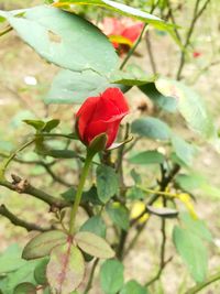 Close-up of red rose blooming outdoors