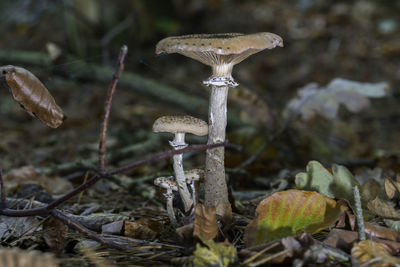 Close-up of mushroom on rock