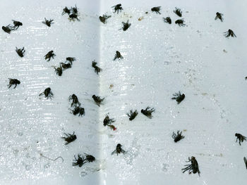 High angle view of birds in water