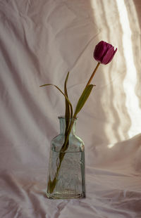 Close-up of rose in vase on bed