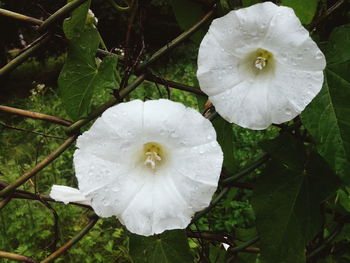 Close-up of white flower blooming outdoors