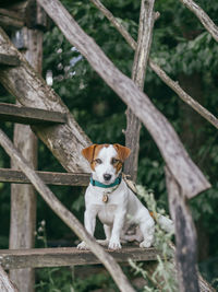 Portrait of a dog on fence