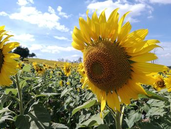 Close-up of sunflower against sky