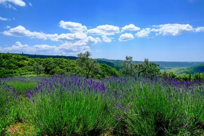 Scenic view of flowering plants on field against sky