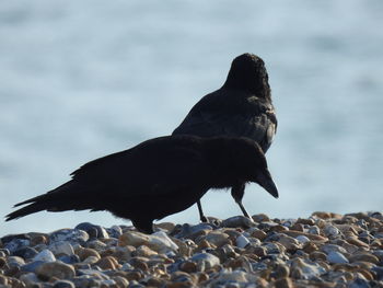 Bird perching on rock