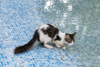 High angle view of a cat looking at swimming pool