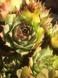 Full frame shot of succulent plant