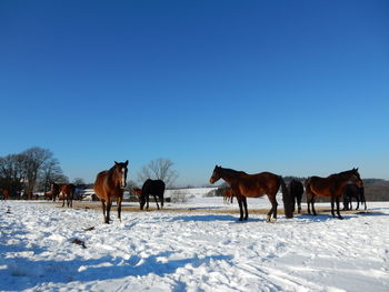 Horses standing on snow field against clear sky during winter