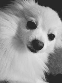 Close-up portrait of dog