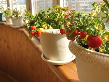 Balcony garden. ripe potted tomatoes on a balcony in a residential apartment