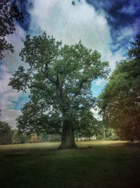 Trees on field against sky