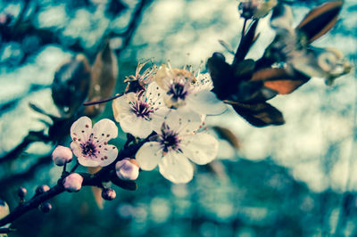 Close-up of pink flowers