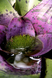 Close-up of purple flowers in water