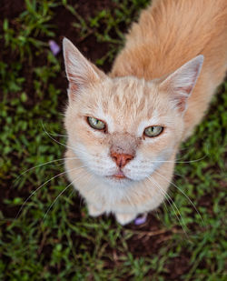 Close-up portrait of cat