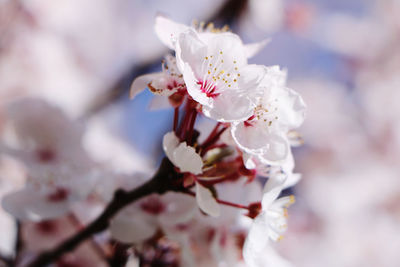 Close-up of white cherry blossom