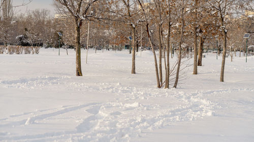 Bare tree on snow covered field