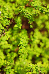 Close-up of fresh green plant