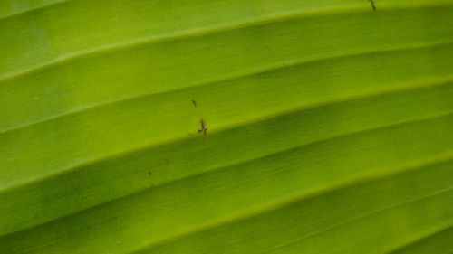 Full frame shot of green leaf