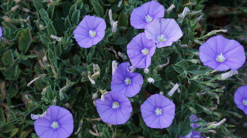 Close-up of purple flowers blooming outdoors