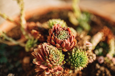 High angle view of flowering plant