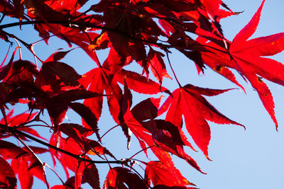 Low angle view of red maple tree against sky