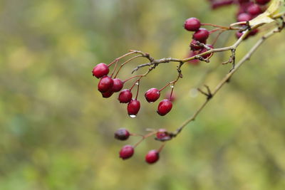 Close-up of red berries growing on tree