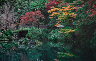 Trees by lake in forest during autumn