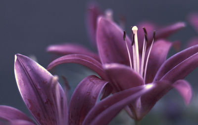 Close-up of pink flowers