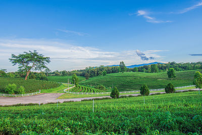 Scenic view of agricultural field against sky