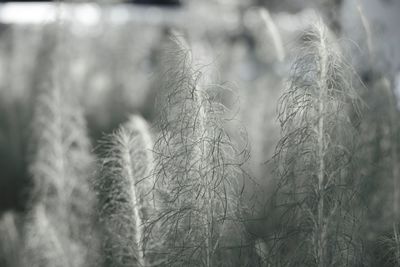 Close-up of grass on field