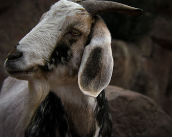 Close-up of goat